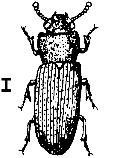 Flour Beetle