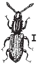 Saw-toothed Grain Beetle