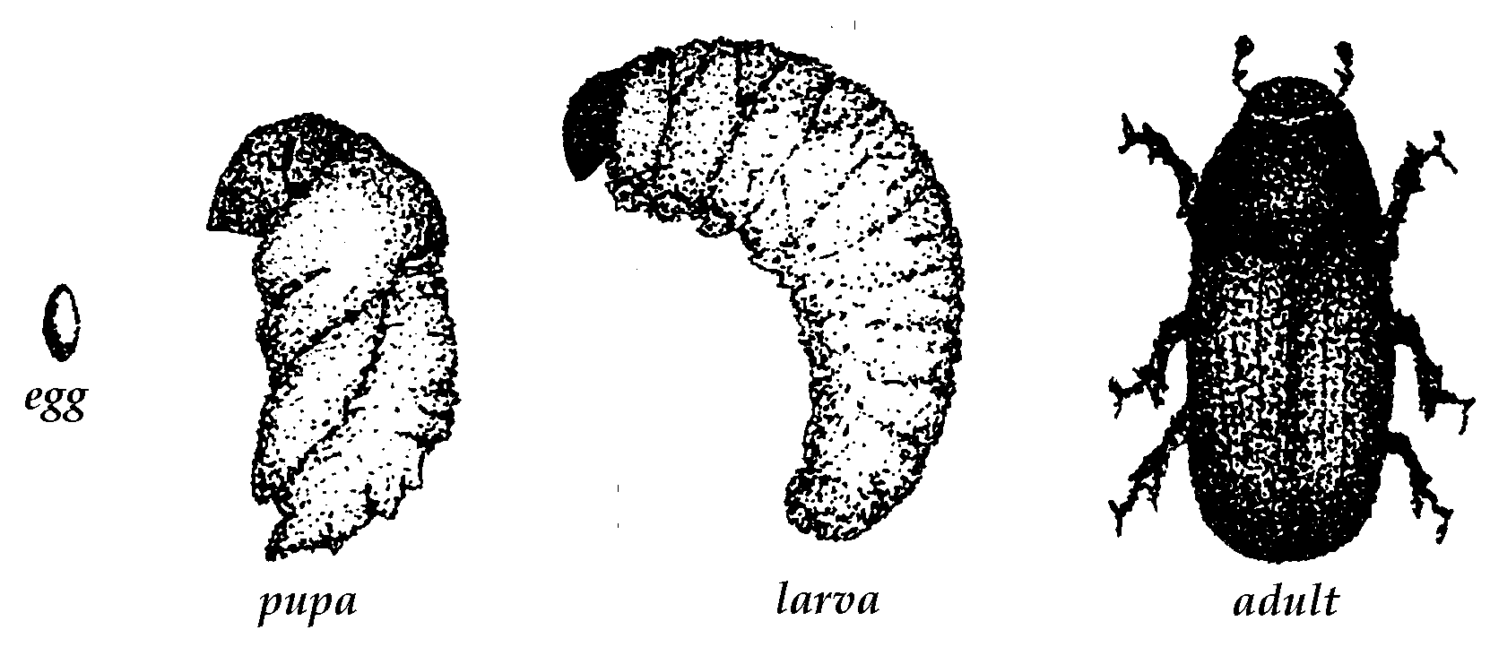 Life cycle of the spruce bark beetle.