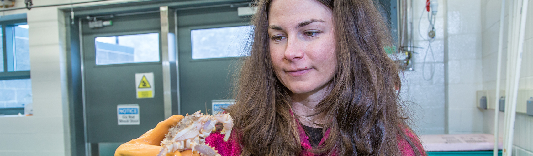 Fisheries major Christy Howard inspects one of the immature king crabs being kept for study at UAF's Lena Point facility near Juneau.