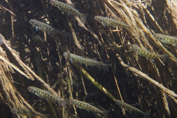 Young king salmon swim in the Chena River, part of the Yukon River watershed, in 2011.