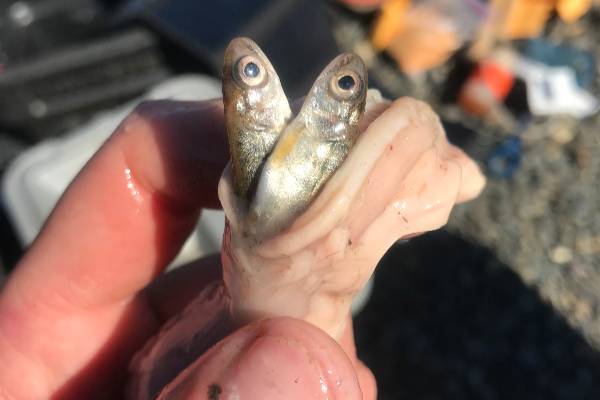 A pair of juvenile Chinook salmon emerge from the stomach of a northern pike caught on the Deshka River in Southcentral Alaska.