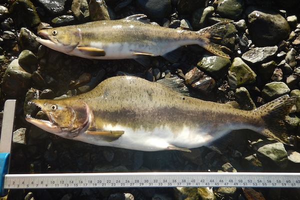 Differences between two male pink salmon highlight morphological diversity in the species. Photo: Julia McMahon