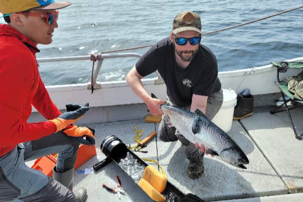 Marcel Gietzmann-Sanders and Michael Courtney prepare to release a tagged Chinook salmon from a boat in waters near Sand Point, Alaska.