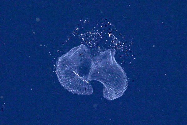 A translucent larvacean drifts in the dark of the midwater off the coast of Brazil.