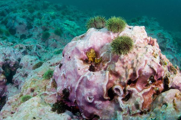 sea urchins dine on reef