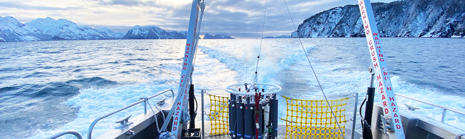 Bullwhip kelp photo by Brenda Konar
