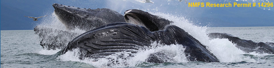 Humpback whales surfacing from the ocean depths - NMFS Research Permit #14296