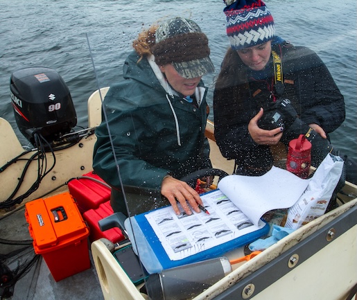 Photo of two researchers in a motorized skiff looking at images of whale tails Photo of two researchers in a motorized skiff looking at images of whale tails
