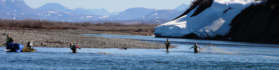 Fish nets and researchers on a river in Alaska