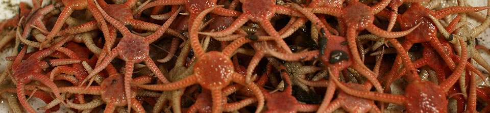 Starfish Stegophiura-nodosa
