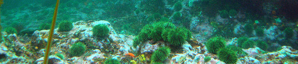 Sea Urchins on the sea floor