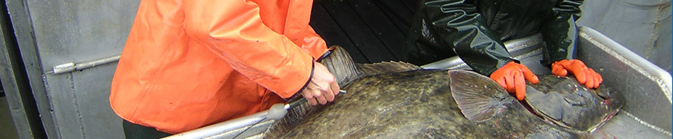 Halibut on metal table being held by researchers and getting tagged