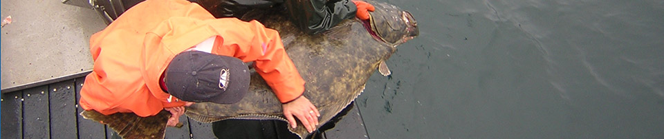 Researcher releasing tagged halibut