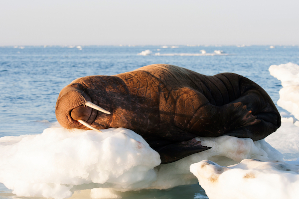 walrus napping on sea ice