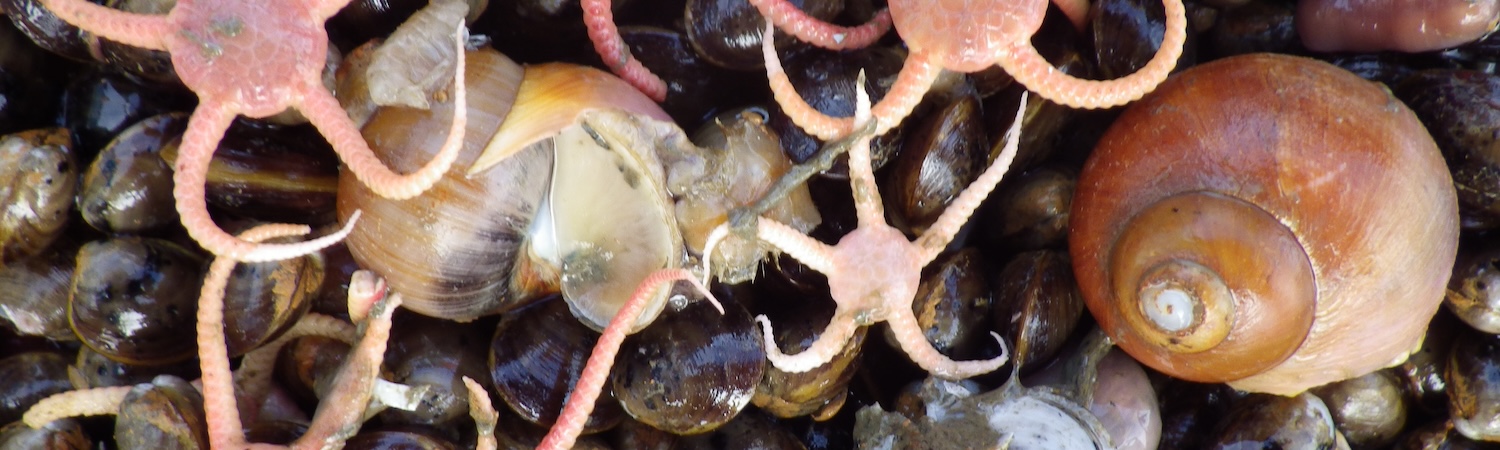 stegophiura in trawl haul