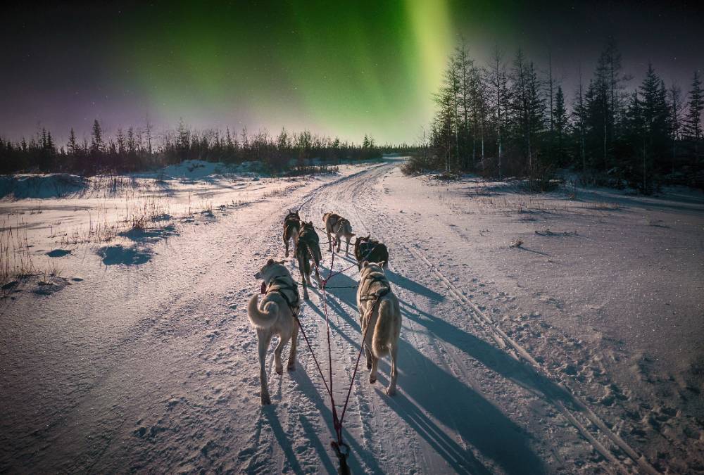 Dog sledding under the aurora stock image