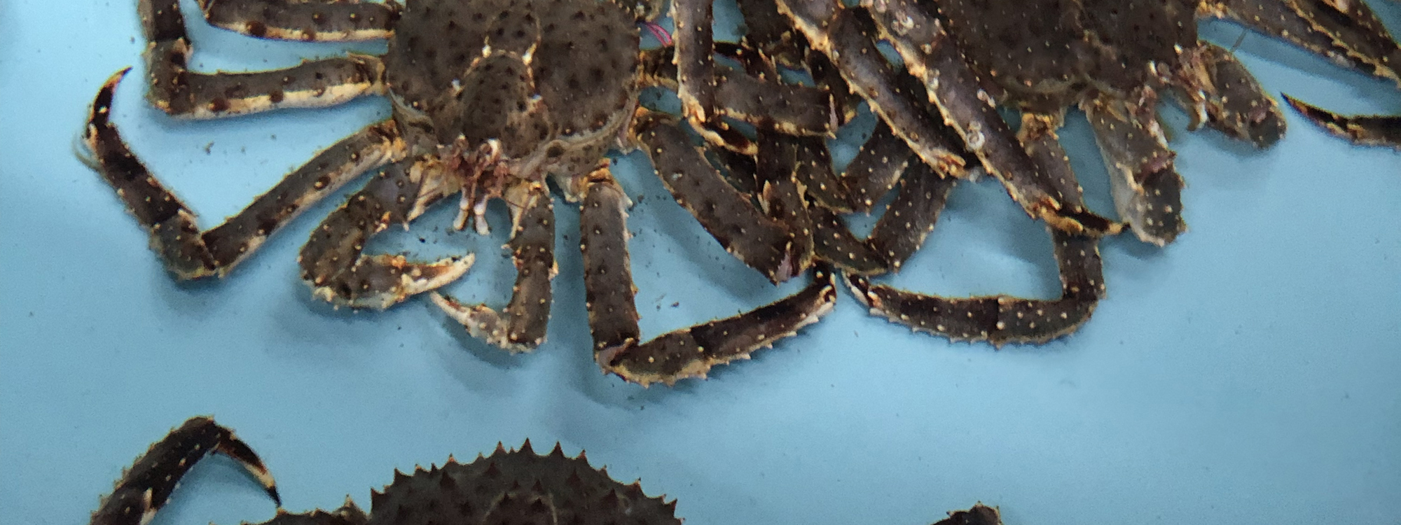 Crabs in a tank. Photo courtesy of Tori McDermott