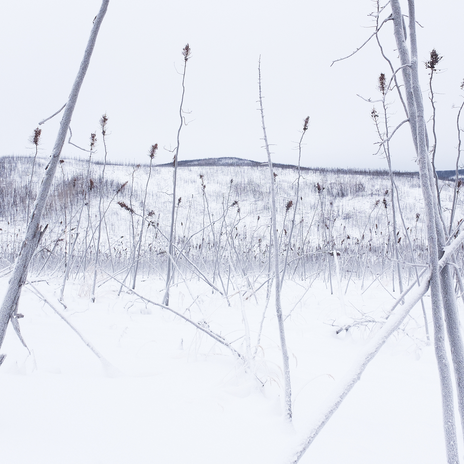 Remnants of snow covered trees. Photo by J. Jason Lazarus