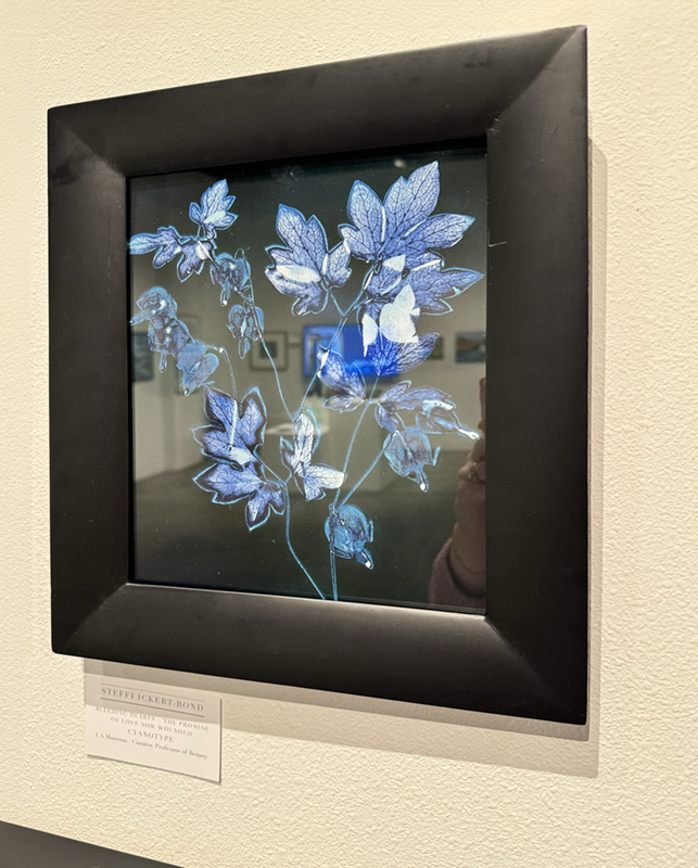 Cyanotype of Bleeding Heart flowers by Steffi Ickert-Bond. UAF Photo by Jamie Bennett