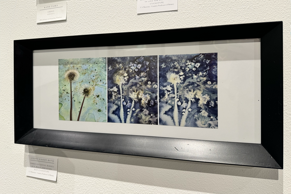 A triptych of wet cyanotype prints by Steffi Ickert-Bond. UAF Photo by Jamie Bennett