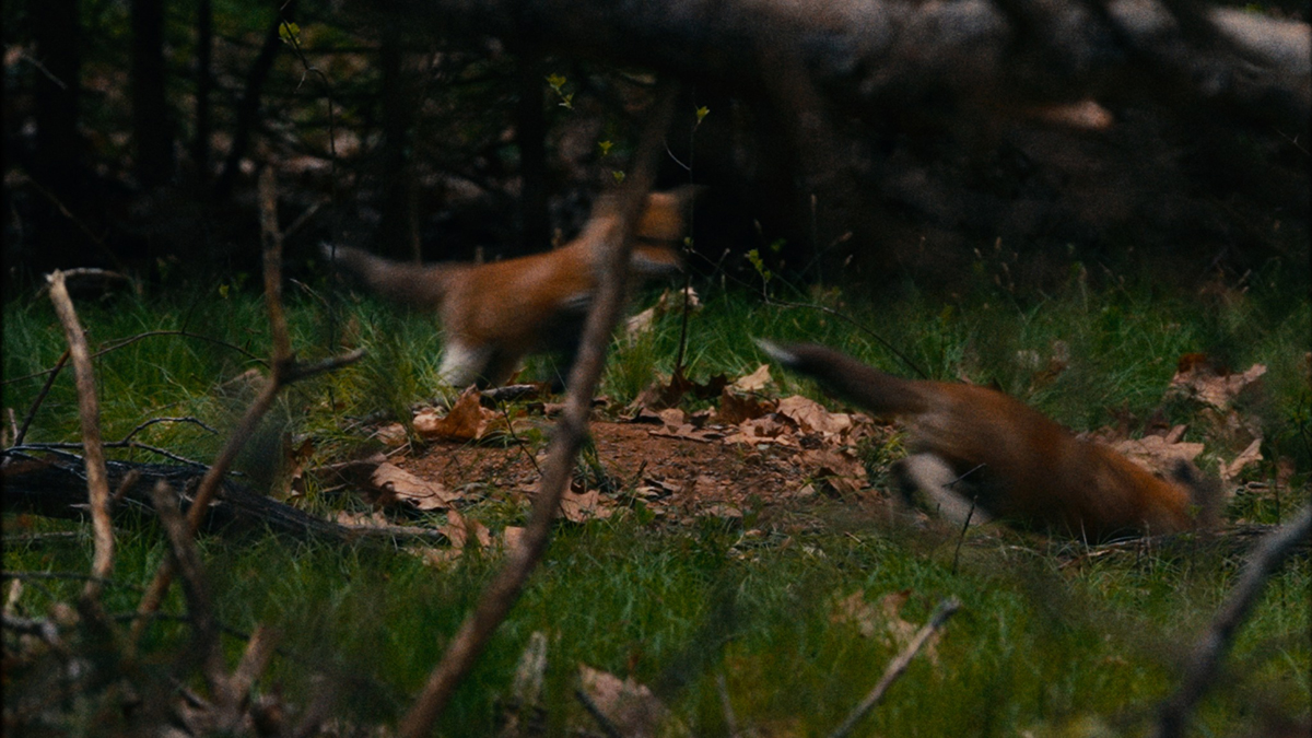 Two foxes running through the grass. Image courtesy of the Sundance Institute