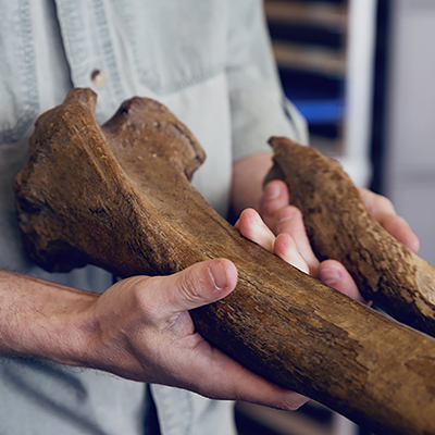 Professor Ben Potter of the Department of Anthropology examining bones
