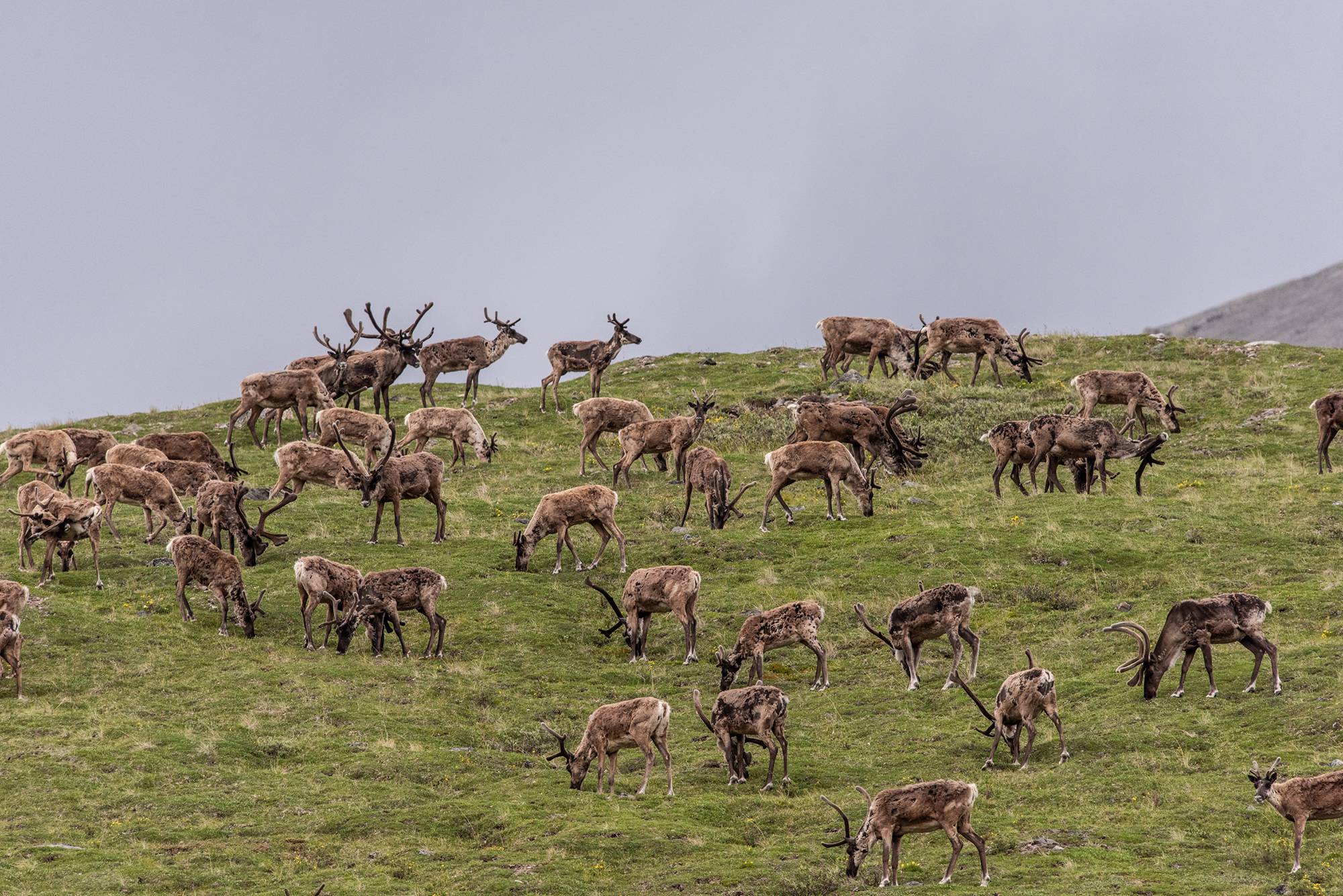 Caribou grazing Arctic National Wildlife Refuge