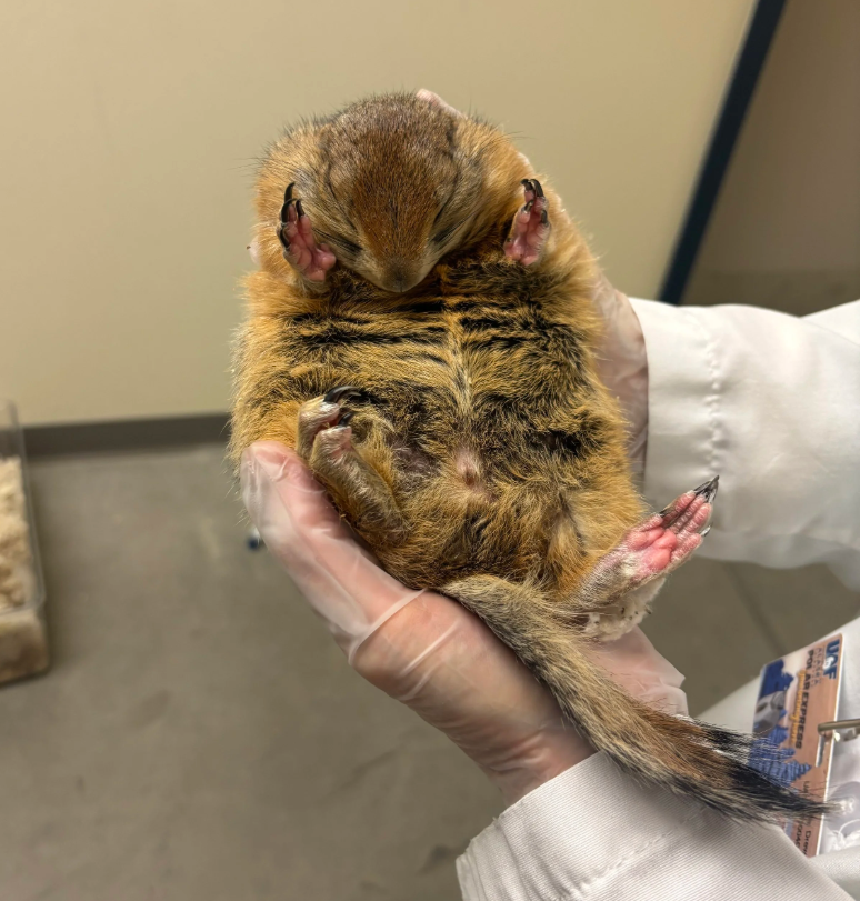 Hibernating arctic ground squirrel in hands of a scientist