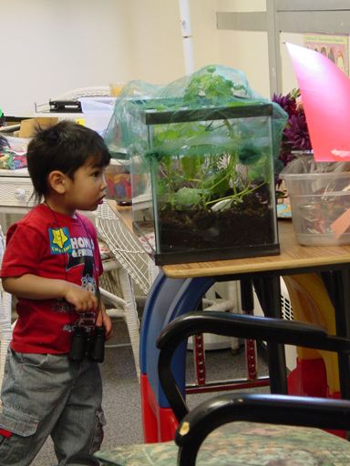Child looking into an aquarium full of butterflies