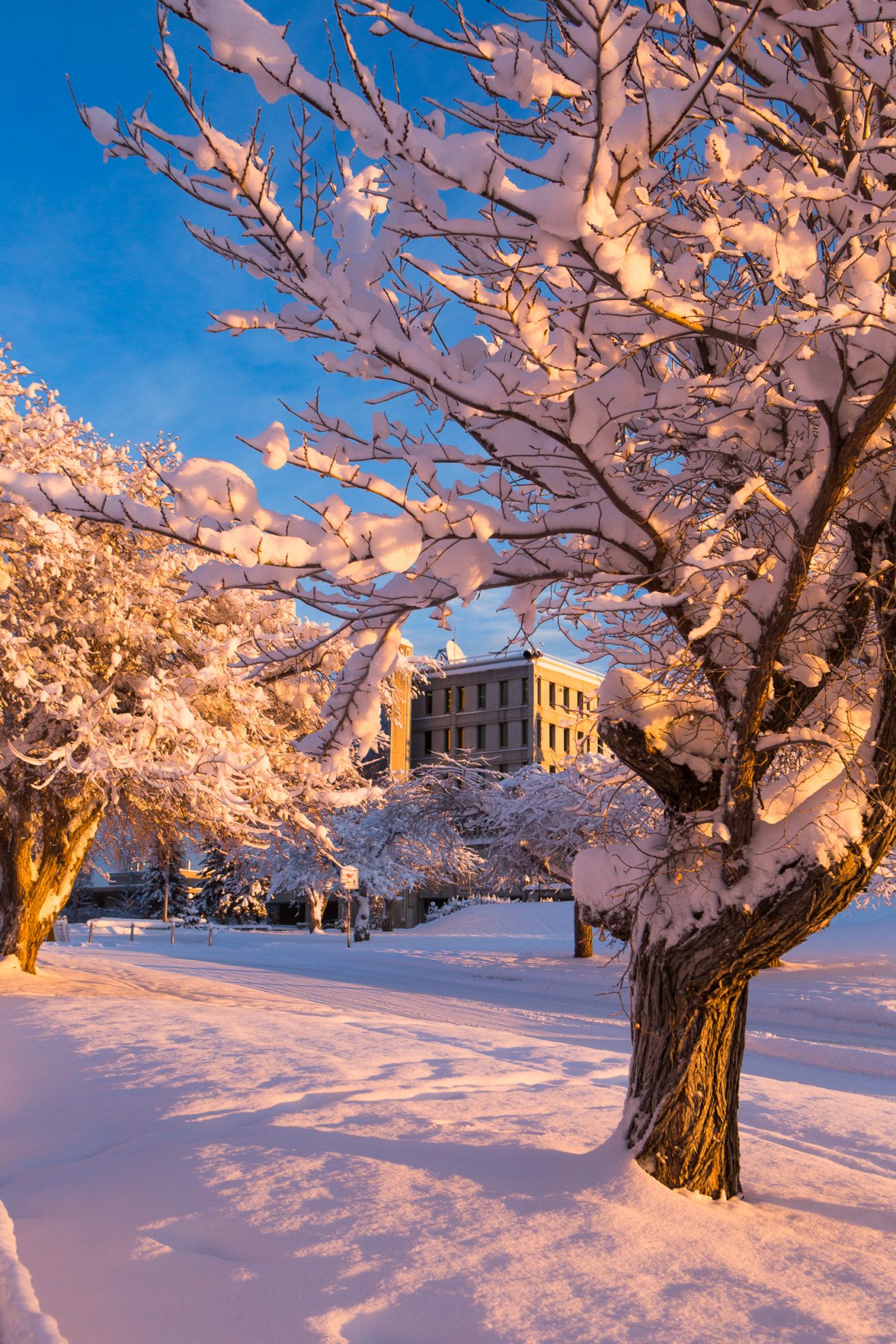 The winter light casts a warm glow across the Fairbanks campus on a December afternoon.