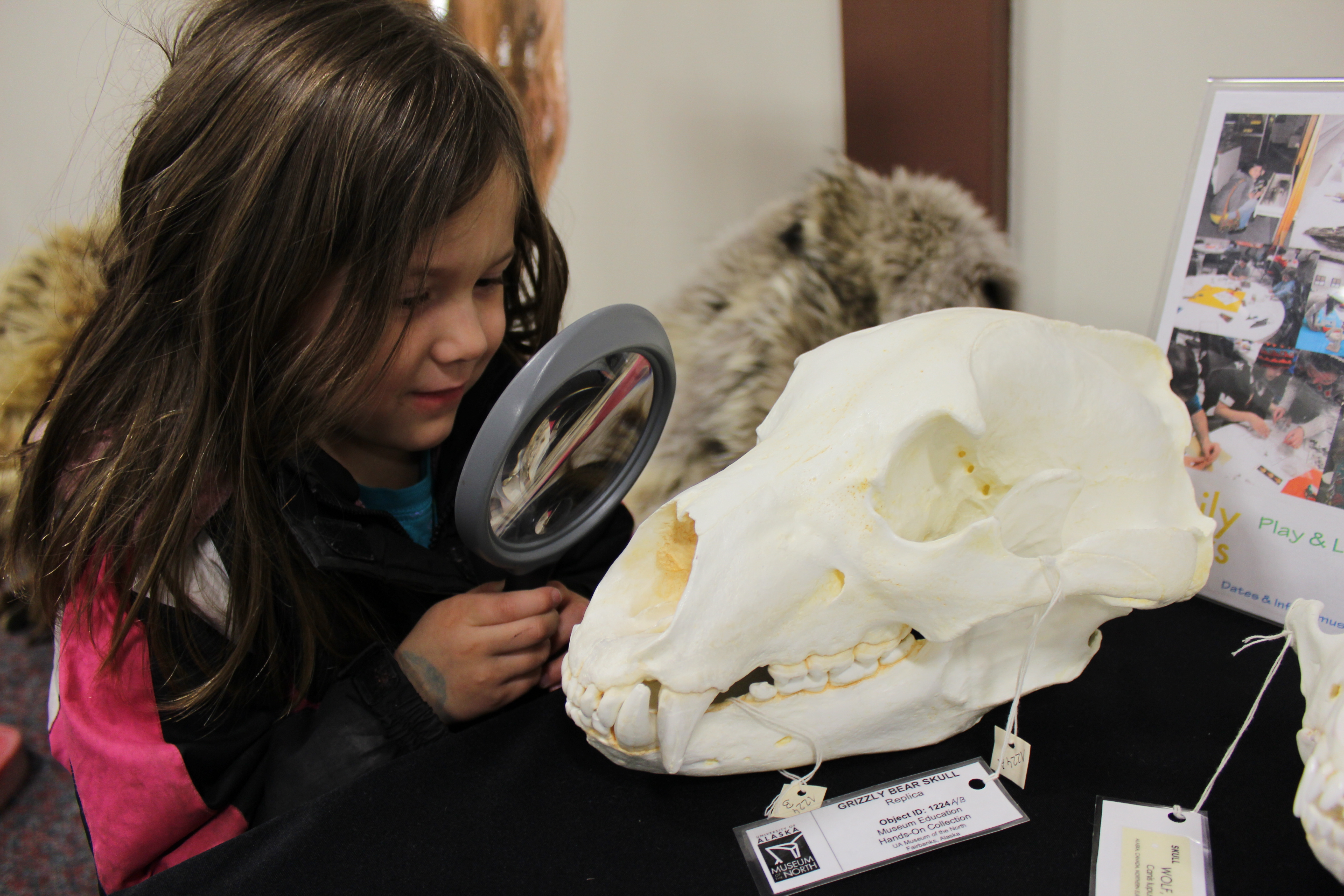 &lt;i&gt;Photo by Peggy Hetman&lt;/i&gt;&lt;br&gt;After-school volunteers can help bring museum specimens to local kids at the University of Alaska Museum of the North.