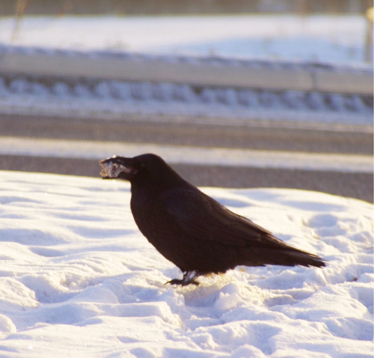 Are ravens responsible for wolf packs?