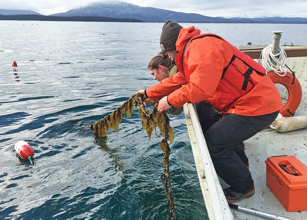Alaska Sea Grant offers webinar on seaweed farming