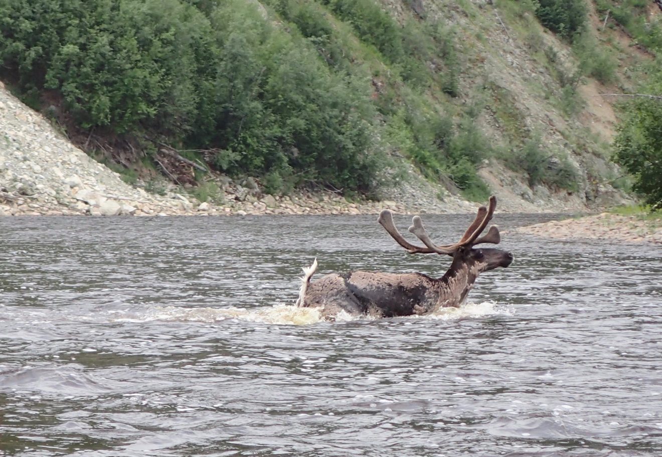 Parting a sea of Fortymile caribou