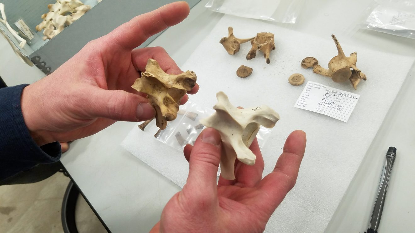 Theresa Bakker photoUniversity of Alaska Museum of the North collection manager Scott Shirar compares a modern seal bone with one found at the Hot Springs archaeological site.