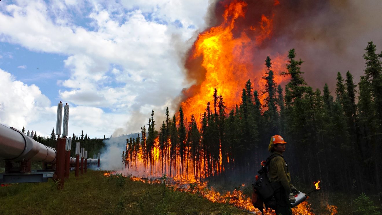 Phillip Spor photo. Firefighters conduct a burnout operation along the trans-Alaska oil pipeline at the Aggie Creek Fire northwest of Fairbanks in 2015.