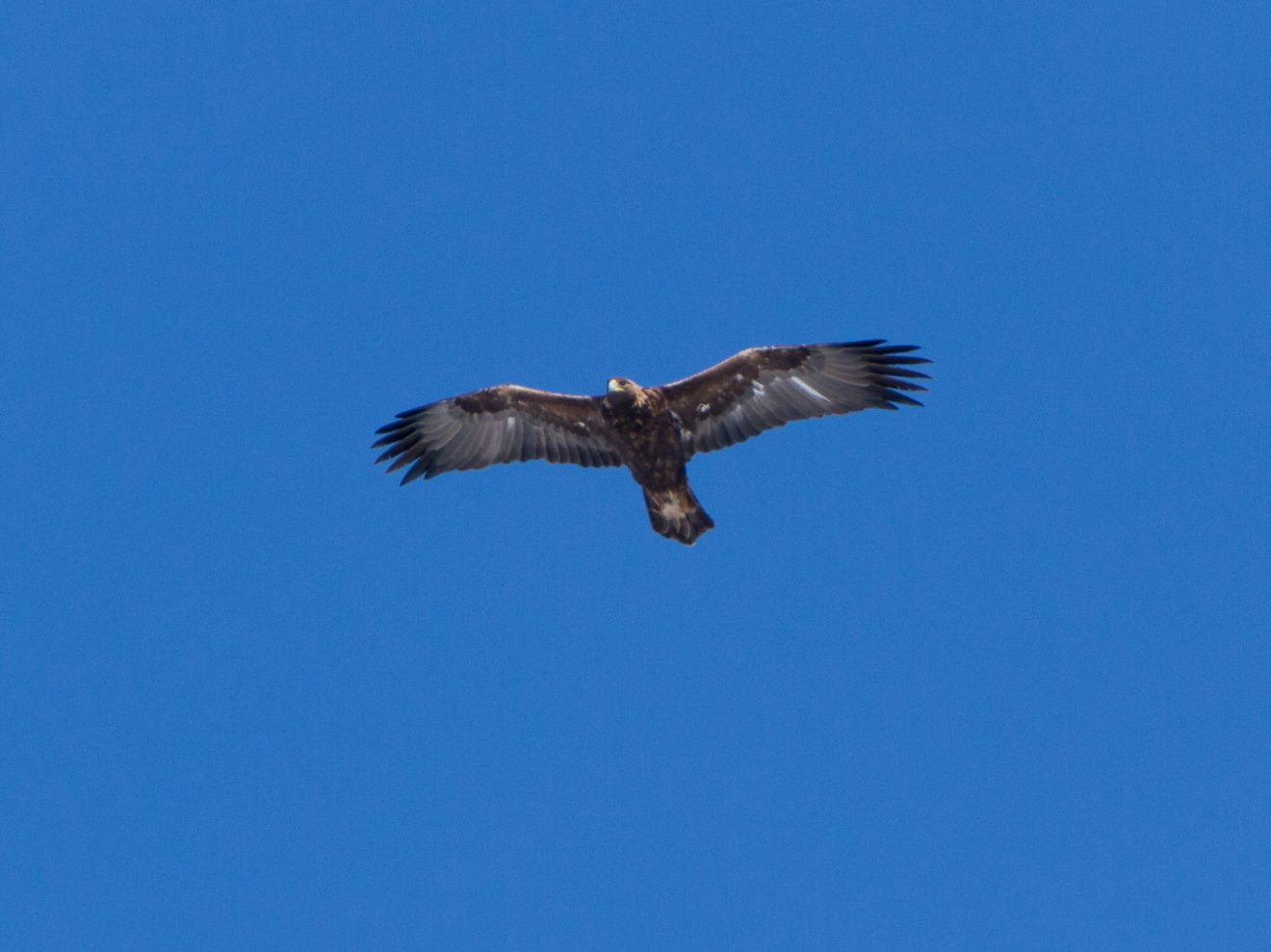 Weather reroutes golden eagle migration in Alaska