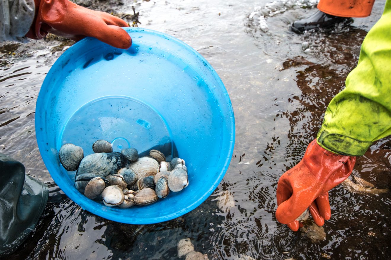 Network will assist safe shellfish harvest in Alaska