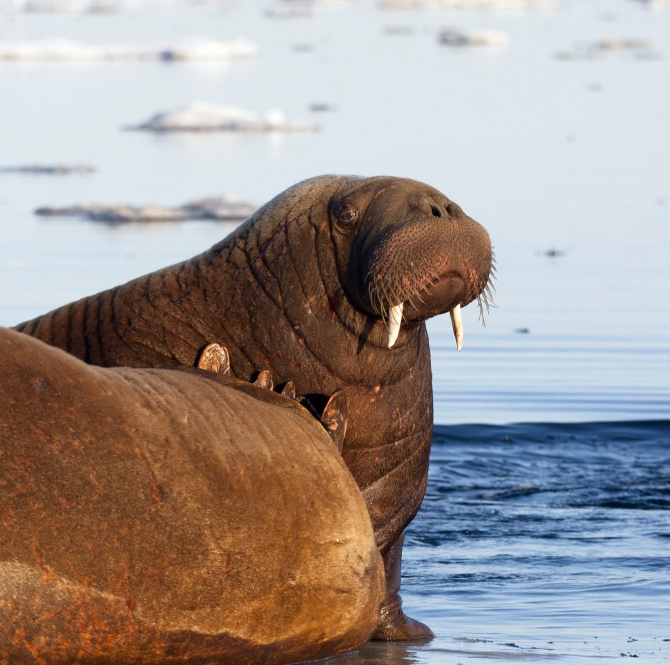 Casey Clark photoTwo Pacific walruses relax on sea ice in the Chukchi Sea.