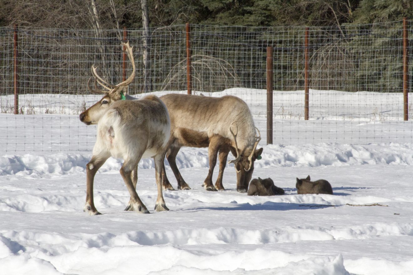 First reindeer calves born at Fairbanks Experiment Farm