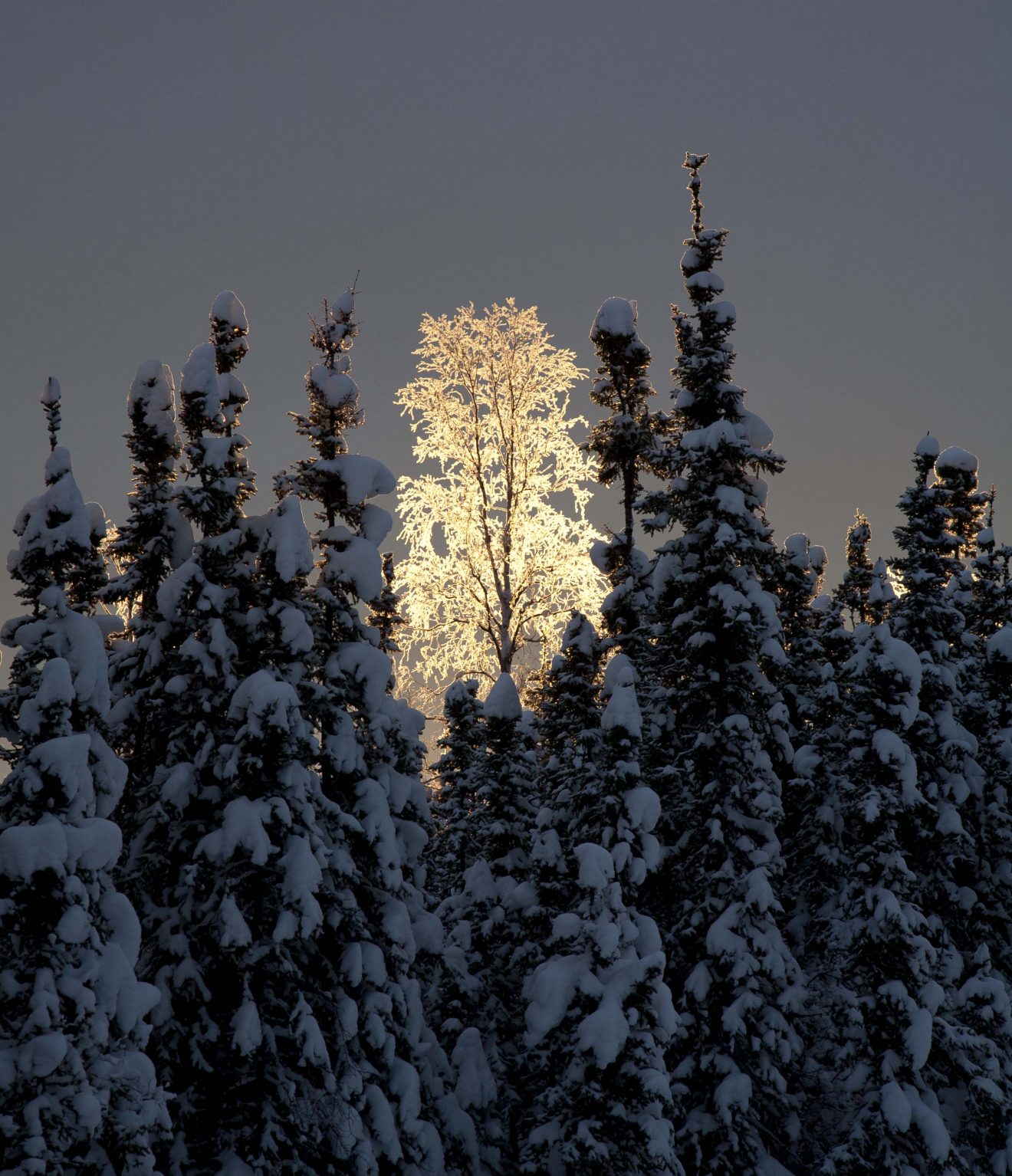 Birch tree surrounded by spruce trees in winter.