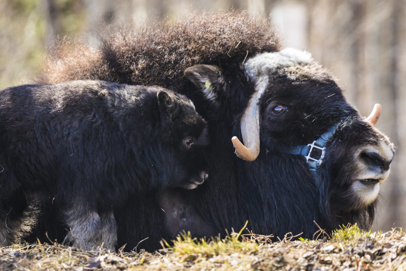 A baby muskox stands near its mother on a sunny afternoon at the Robert G. White Large Animal Research Station in Fairbanks.