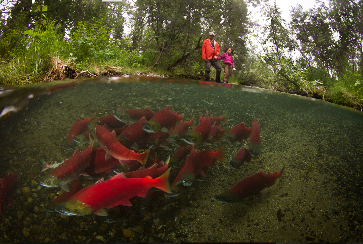 New online portal to communicate salmon science