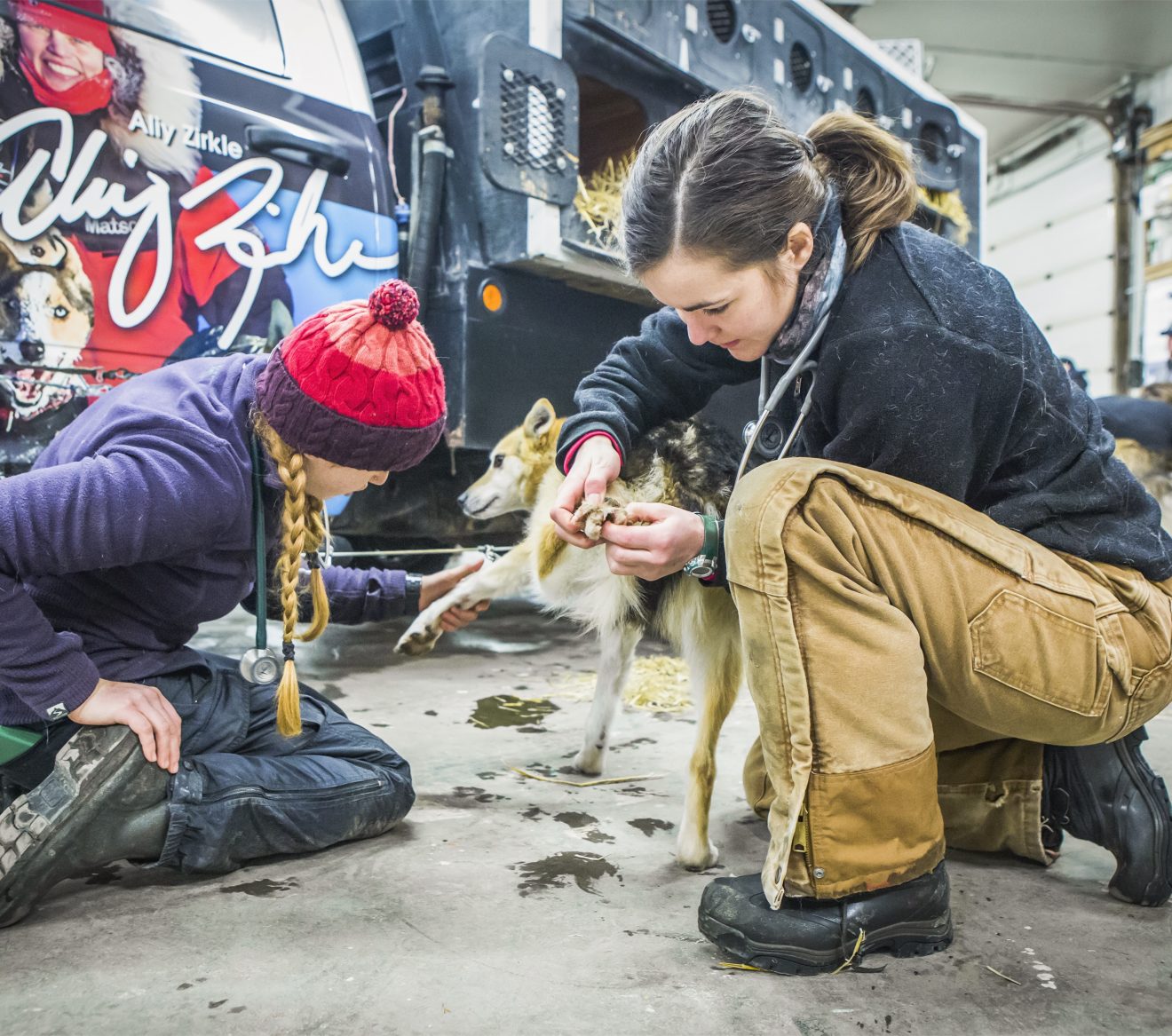 Alaska veterinary students examine a sled dog