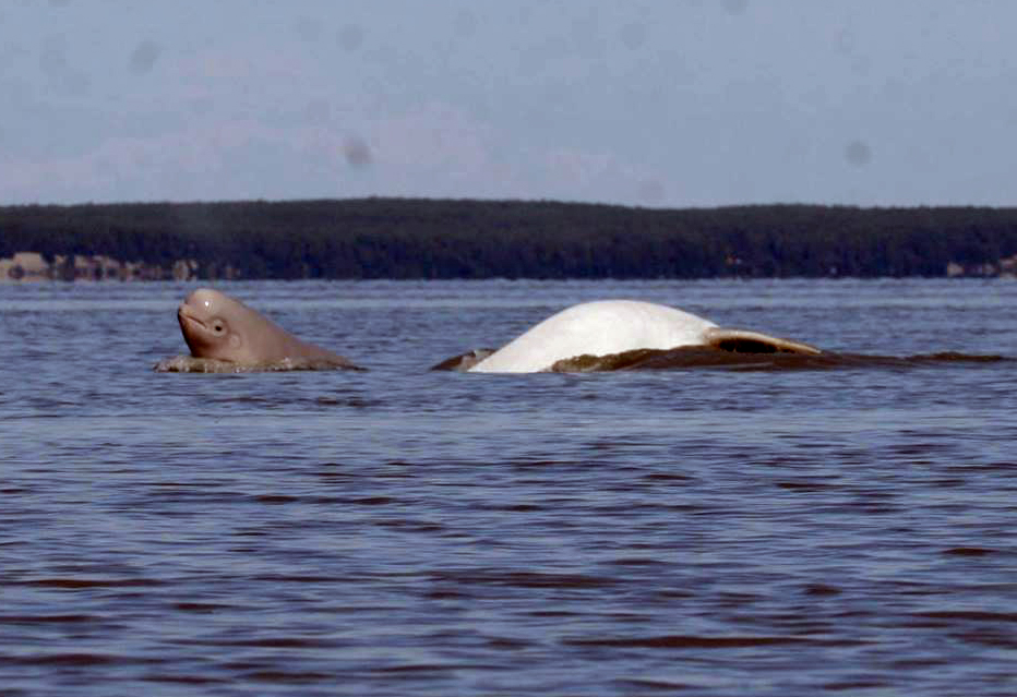 Cook Inlet belugas' diet shifted amid population decline
