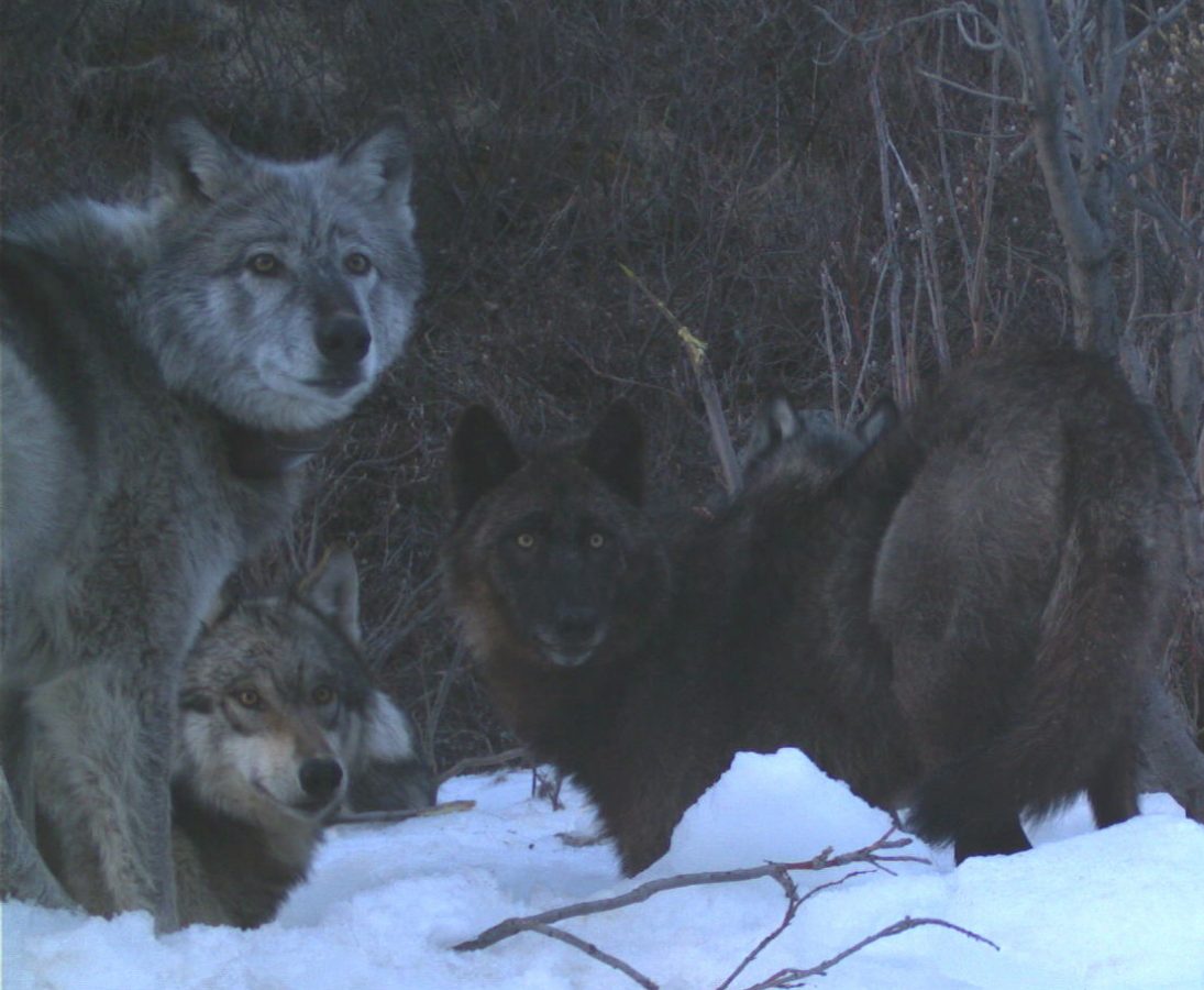The Riley Creek wolf pack’s sole survivor