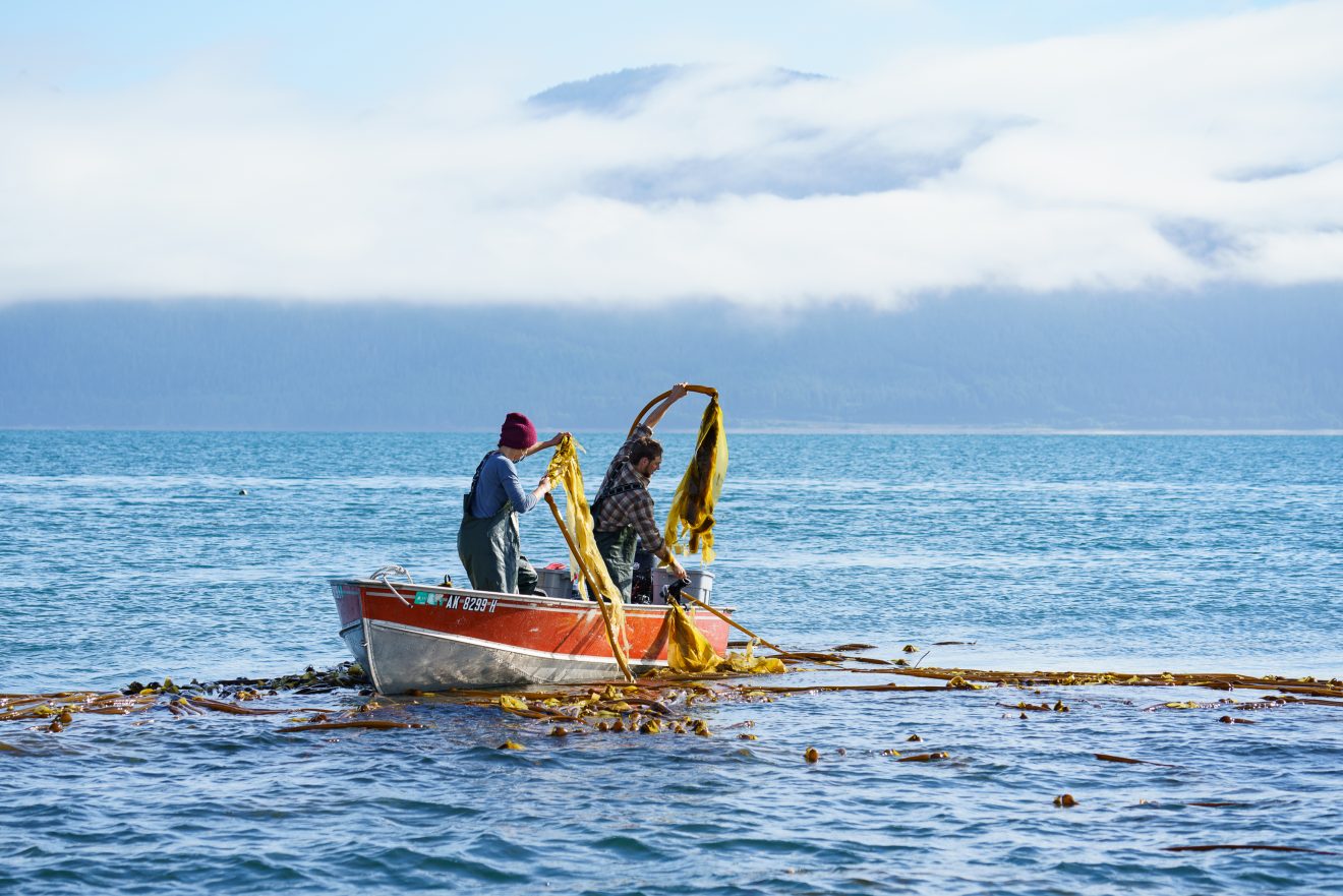 Juneau company makes waves with kelp