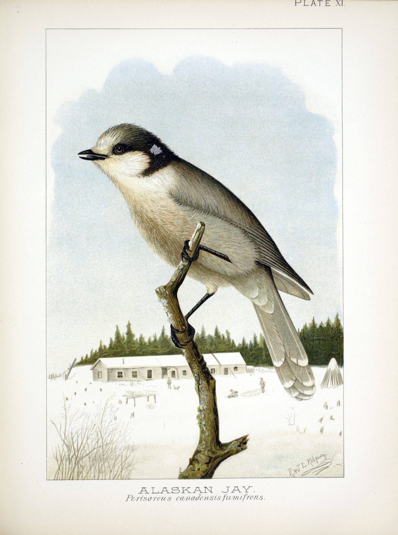 Drawing of small bird on a twig in a snowy setting.