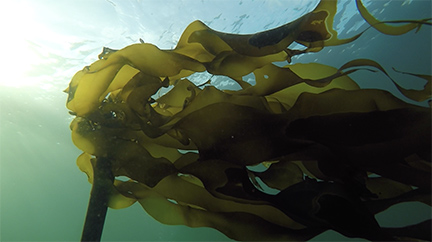 bull kelp in seawater